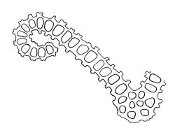 Orthotrichum rupestre var. rupestre, cross-section of upper laminal cells including costa.
 Image: R.C. Wagstaff © All rights reserved. Redrawn with permission from Lewinsky (1984). 